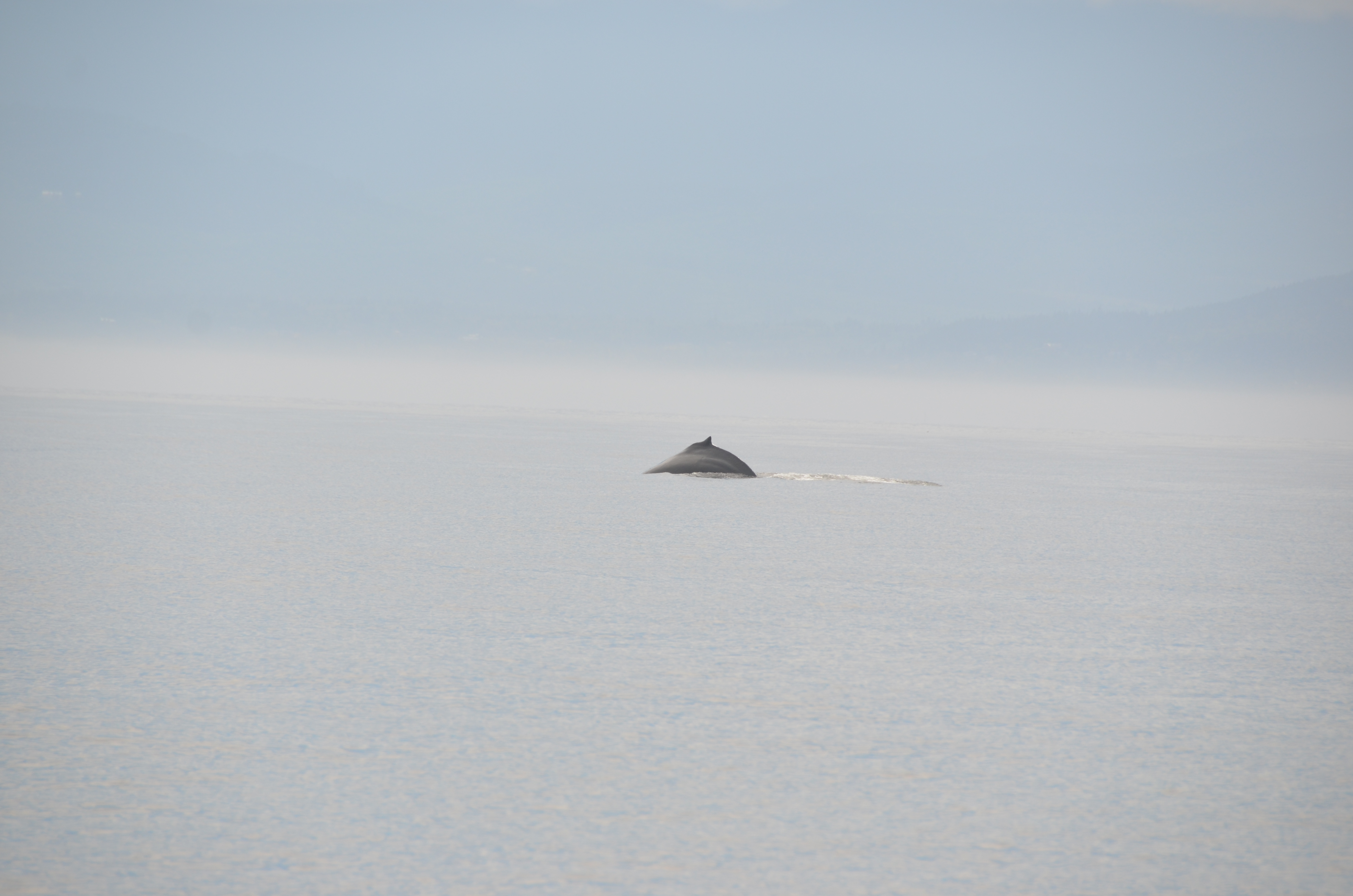 photos/wildlife/Mammal_Species/Humpback Whale/DSC_0022.JPG